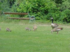 Gemischte Gänsefamilie