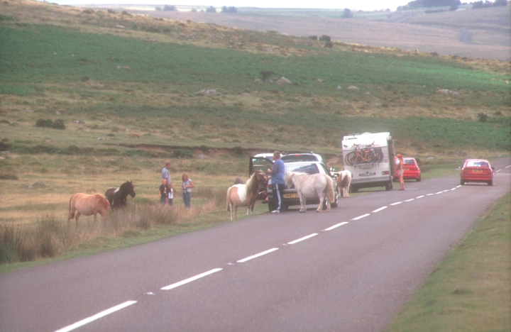 "Do not feed the ponies!"