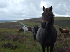 Die Wildpferde im Dartmoor sind gar nicht scheu