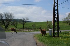 Ungewöhnliche Tiere, die hier so frei herumlaufen