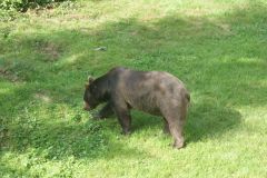 Den Braunbären haben wir nicht in den Karpaten, sondern im Bayerischen Wald gesehen