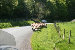 Baskischer Schafhirte mit seiner kleinen Herde