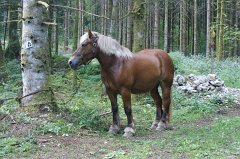 Unser Zugtier, "Unithède" geheißen